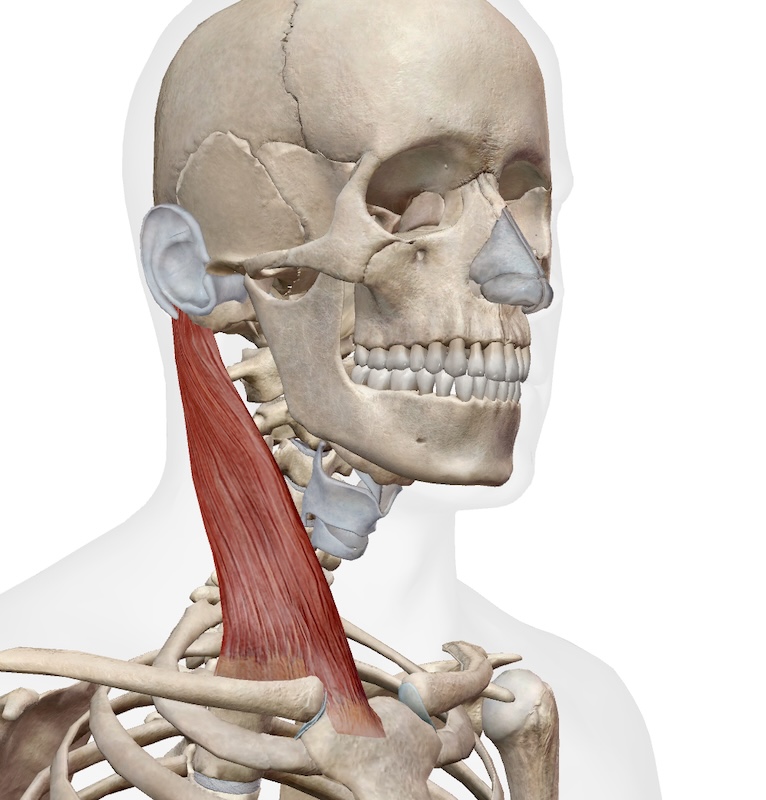 胸鎖乳突筋の筋肉