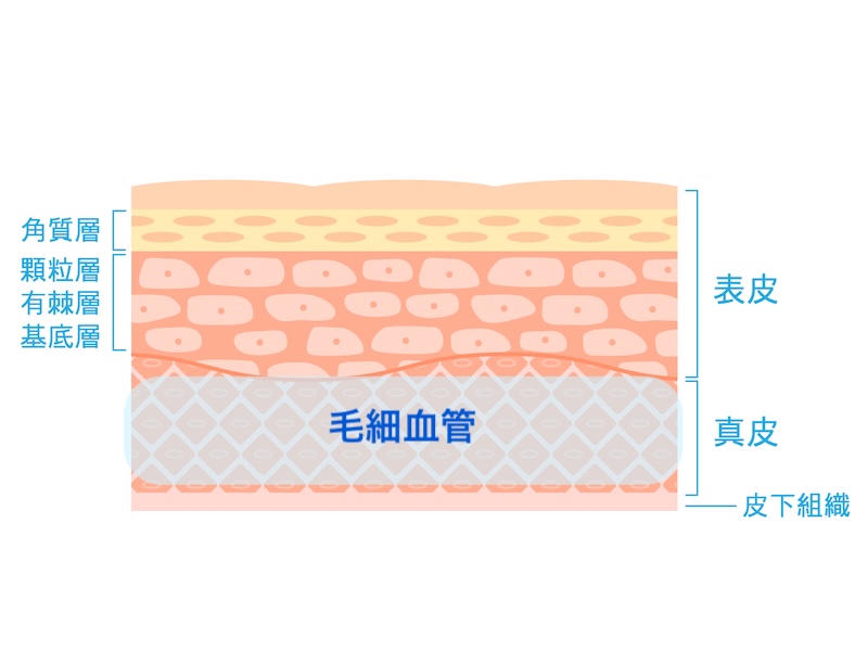 皮膚の層